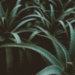 aloes