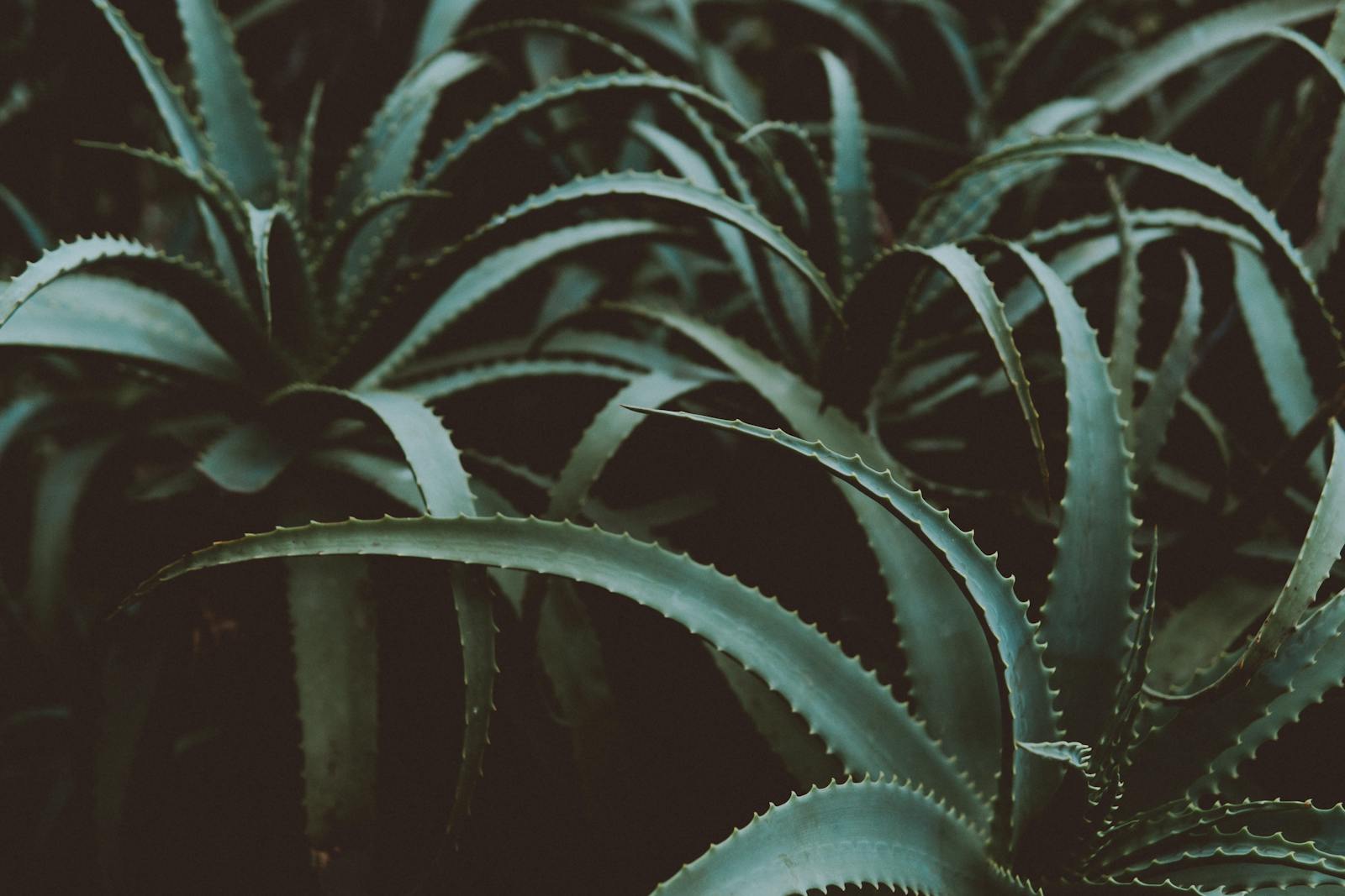 aloes